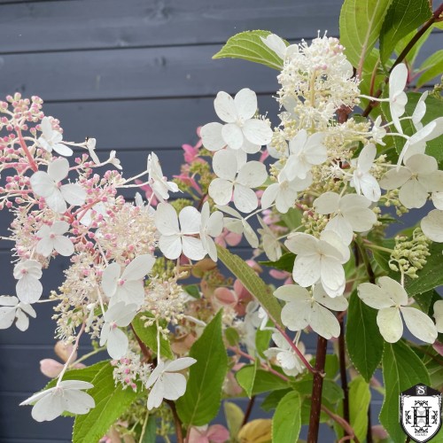 Hydrangea paniculata 'Mega Pearl' - Aedhortensia 'Mega Pearl' C2/2L Hydrangea paniculata 'Mega Pearl' - Aedhortensia 'Mega Pearl' C2/2L
